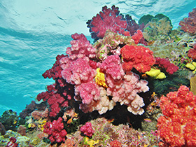 Namena Reef Bright Spot